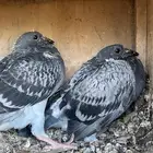 فروخ حمام زاجل وفرنسي طيبه