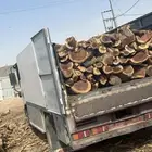 ح ط ب المدينه