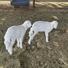 تواغير حري للبيع