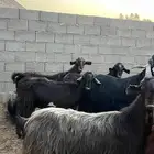 للبيع معزا