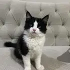 قطط لتبني