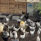 دجاج منوع