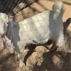 تيس ( تم البيع )