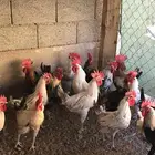 دجاج بلدي   دياكه للبيع