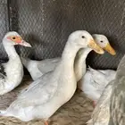 بط بكيني
