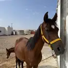 فرس شعبيه للبيع