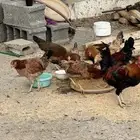 دجاج عربي اصيل العدد 16