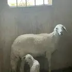 والد كفو تحتها خروف