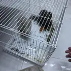 ارانب انثى وذكر عماره 3 شهور نص