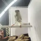 ذكر كناري تغريد تم البيع