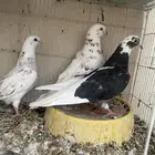 ازواج قطايف