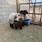 ذبائح للبيع