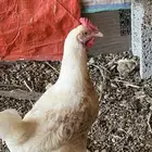 دجاجتين فرنسية للبيع