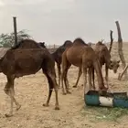قعدان وبكار