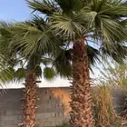 نخل واشنطني زينة