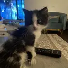 للتبني باقي الي لونهم ابيض واسود