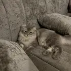 انثى شيرازي طالبه تزاوج ابغا لها ذكر