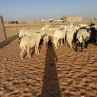شياه صنف