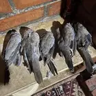 قماري صيد الليله