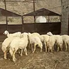 للبيع رخال العدد 11