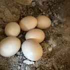دجاج تركيات