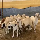 طليان سواكن جذعان