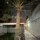 نخله مثمره وشجرة المانجه مثمرهبالصلاه على النبي سنويا ثمارها