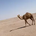 بكره حقه