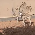 الريمي العربي