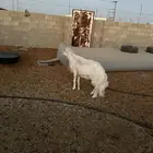 فحل حري