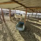 فحل ينسف شرط