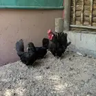 للبيع دجاج حباحب ملكي