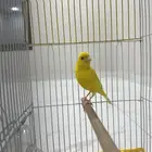 كناري