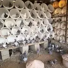 للبيع حمام زاجل
