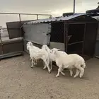 طليان