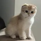 كتن سكوتش للبيع