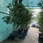 حمضيات بجميع انواعها