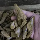 عود مروكي محسن بيور ( عود جاكرتا )