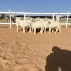 خرفان حري للبيع