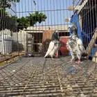 زوج تيدي صافي