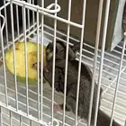 السنجاب الطائر للبيع في عفيف