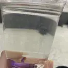 سمكة فايتر جمليه