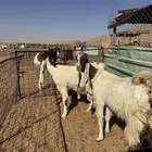 ثنية ورباع دفيع
