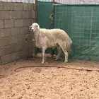 خروف حري سدس مشروط