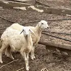 للبيع رخلتين