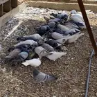 حمام