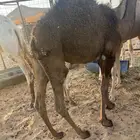 حاشي لباني