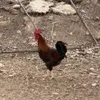 15ديك امريكي