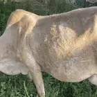 بقرة بلديه مشروطه