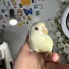 ببغاء روز البينو اليف وهدد